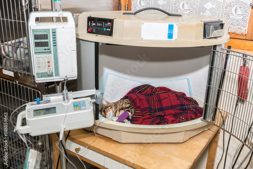 Fototapeta Naklejka Na Ścianę i Meble -  Les chenils sont équipés de perfusions pour les chiens et les chats.