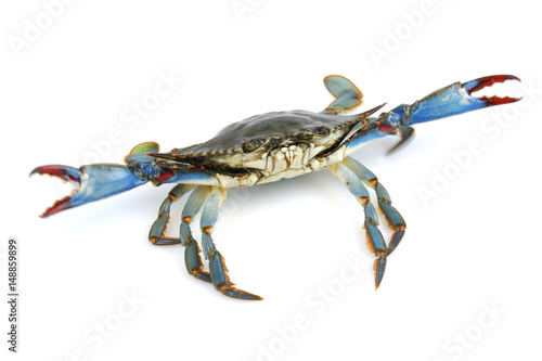 live blue crab isolated on white background photo