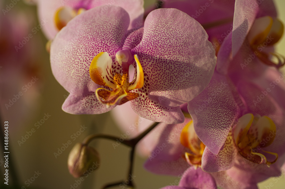 Orchid flower close-up Orchid flower close-up