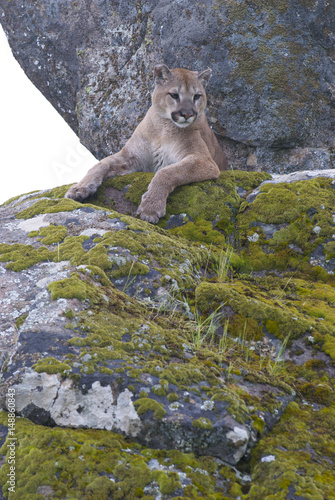 Mountain Lion