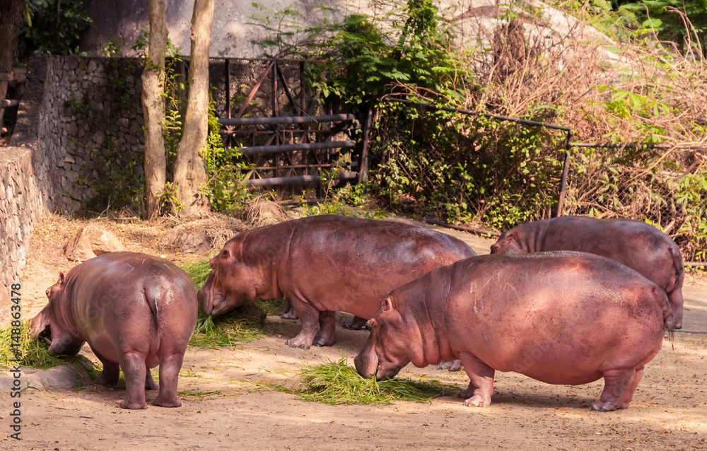 Hippo family staying together and eating food. Hippo family staying together and eating food.