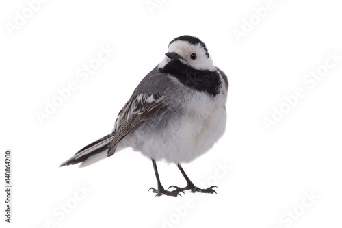 White Wagtail © fotomaster