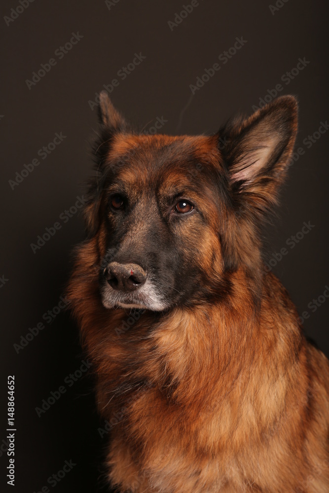 German Shepherd Dog Alfie's Portrait on Black & White Background German Shepherd Dog Alfie's Portrait on Black & White Background