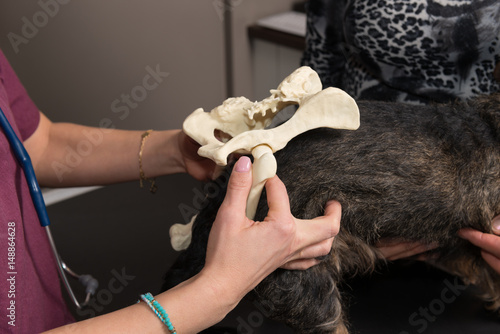Fototapeta Naklejka Na Ścianę i Meble -  Le vétérinaire donne des conseils aux enfants pour le bon entretien et la bonne santé du chien par des explication anatomique.