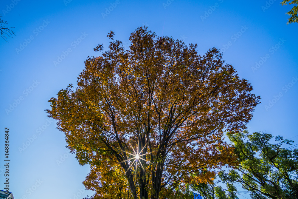 Obraz premium 紅葉