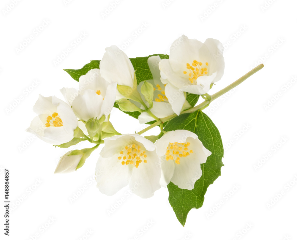 jasmine isolated on white without shadow jasmine isolated on white without shadow