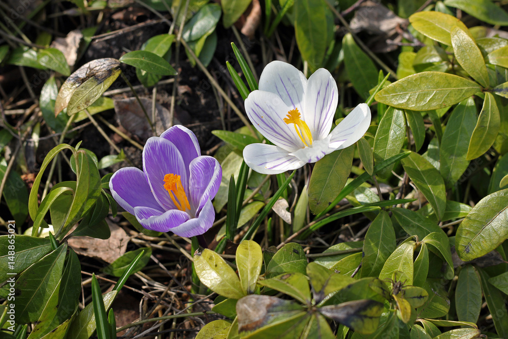 Purple and white crocus flowers blooming in the spring Purple and white crocus flowers blooming in the spring