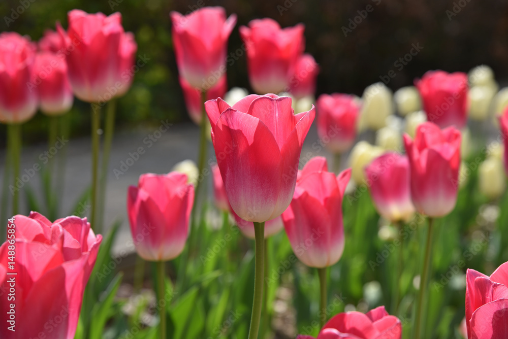 Tulipes roses au printemps au jardin Tulipes roses au printemps au jardin