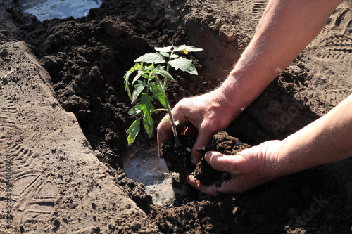 Canvas-taulu Planting tomato seedlings in hole with water. Close up.