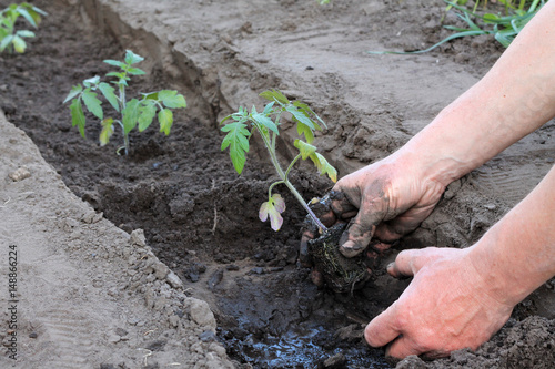 Planting tomato seedlings in trench in hole with water. Close up