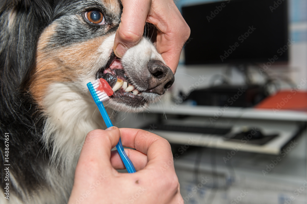 Le vétérinaire chirurgien effectue un détartrage et des soins dentaires sur un chien. Le