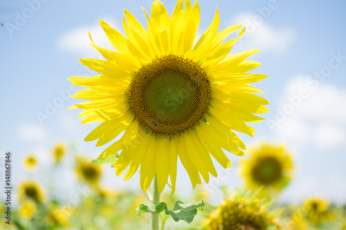 Yellow sunflower over blue sky