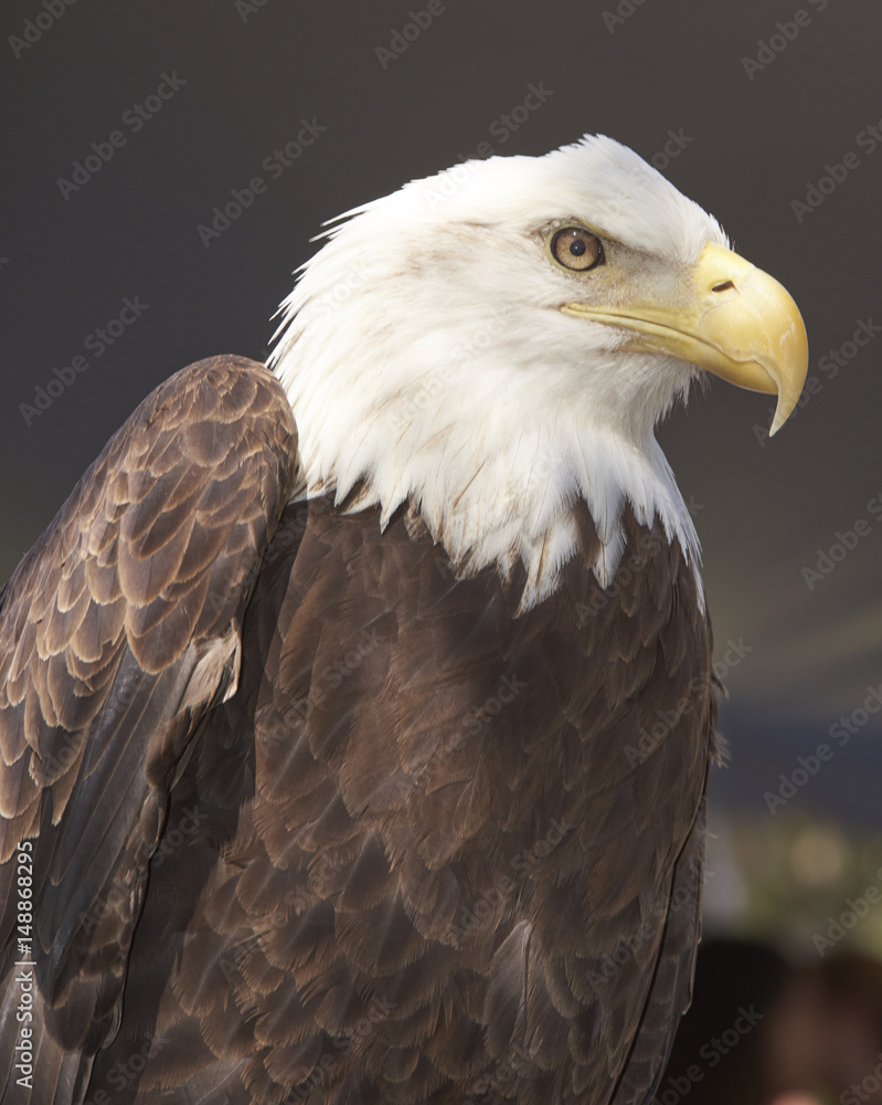 Fototapeta premium Bald Eagle on display at Burrowing Owl Festival in Cape Coral, Florida