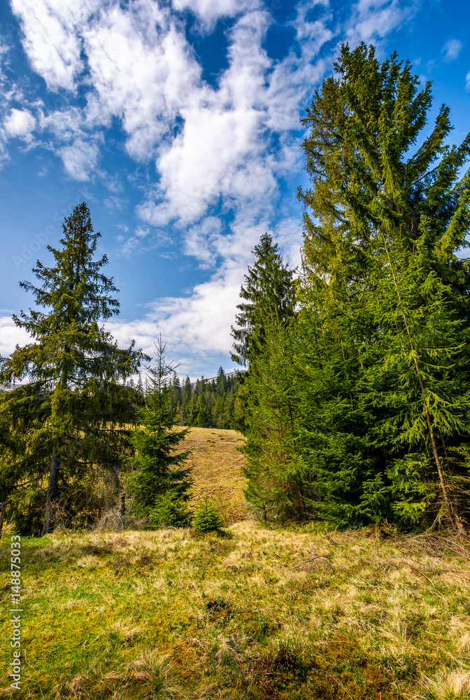 Obraz premium spruce forest in springtime landscape