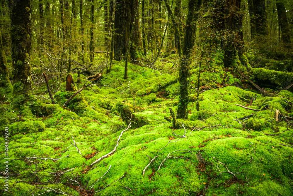 New Zealand rainforest New Zealand rainforest
