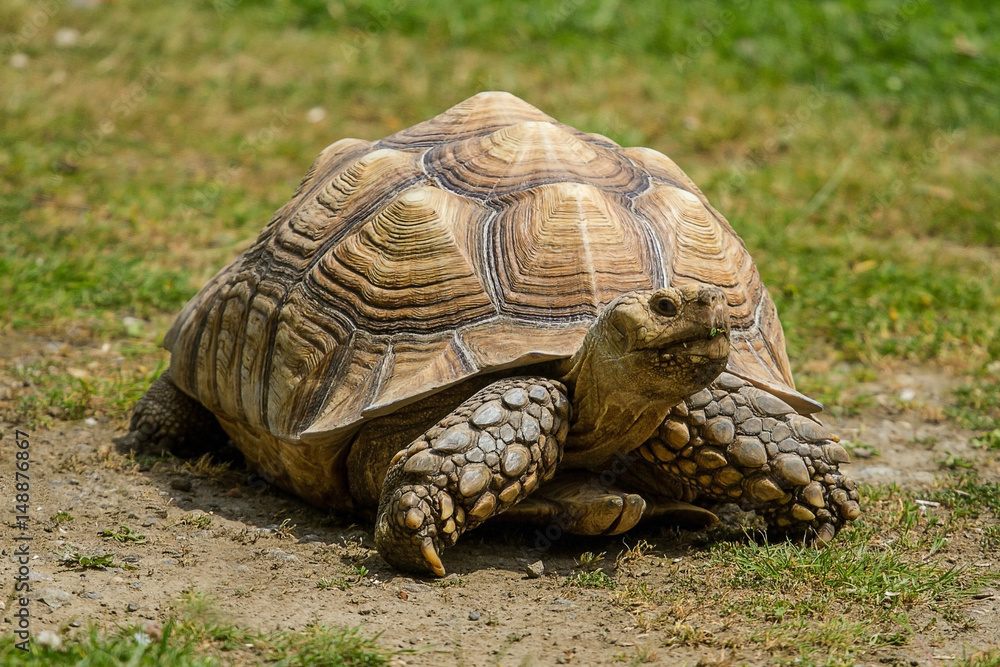 photo of an African Spur-thighed Tortoise walking in the sunshine photo of an African Spur-thighed Tortoise walking in the sunshine