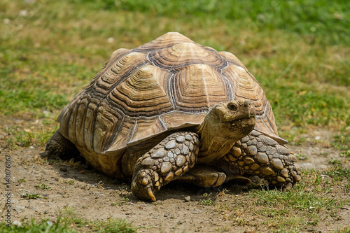 photo of an African Spur-thighed Tortoise walking in the sunshine