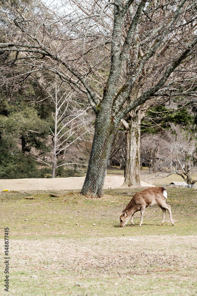 Deer in Nara Park is a public park located in city of Nara, Japan at foot of Mount Wakakusa, established in 1300s and one of the oldest parks in Japan, the park is under the control of Nara Prefecture Deer in Nara Park is a public park located in city of Nara, Japan at foot of Mount Wakakusa, established in 1300s and one of the oldest parks in Japan, the park is under the control of Nara Prefecture