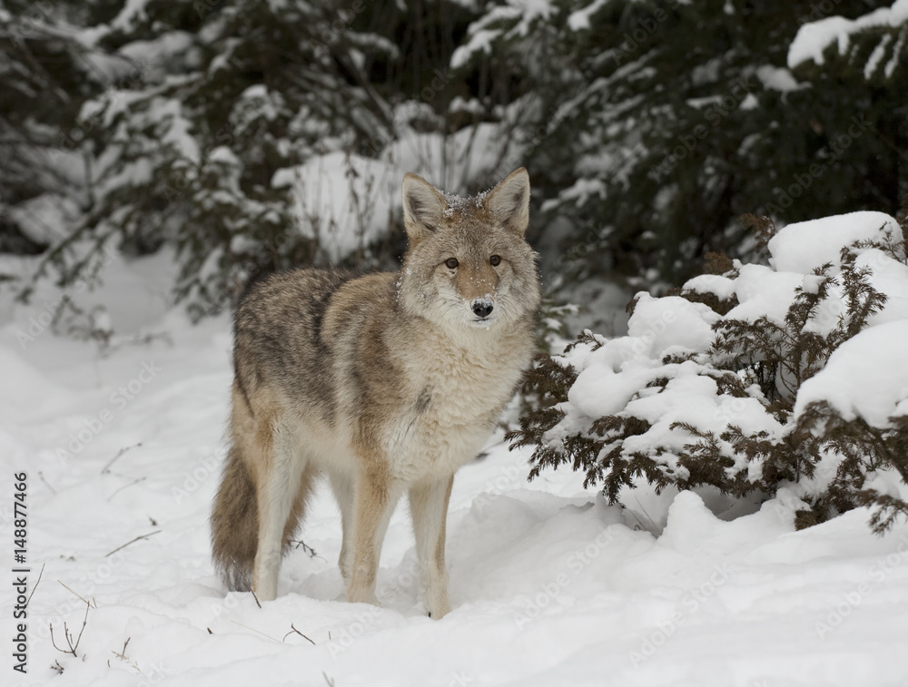 Fototapeta premium Coyote