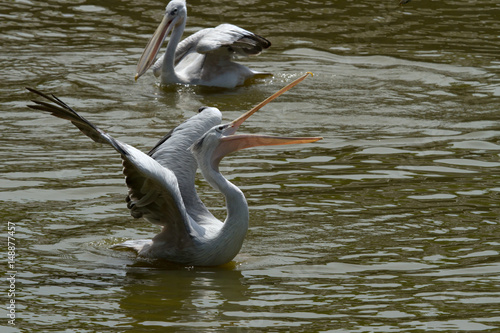 photo of a pink backed Pelican feeding on fish