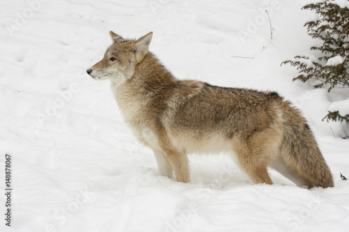 Coyote, profile, standing in snow with evergreen trees in background