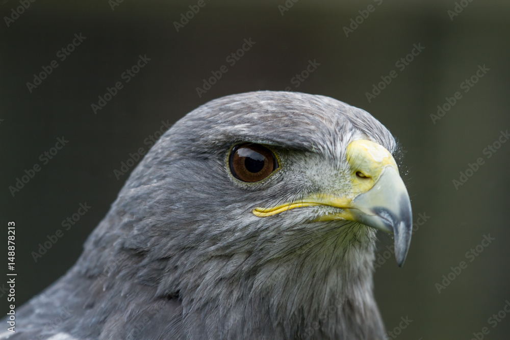 photo portrait of an alert Grey Falcon photo portrait of an alert Grey Falcon