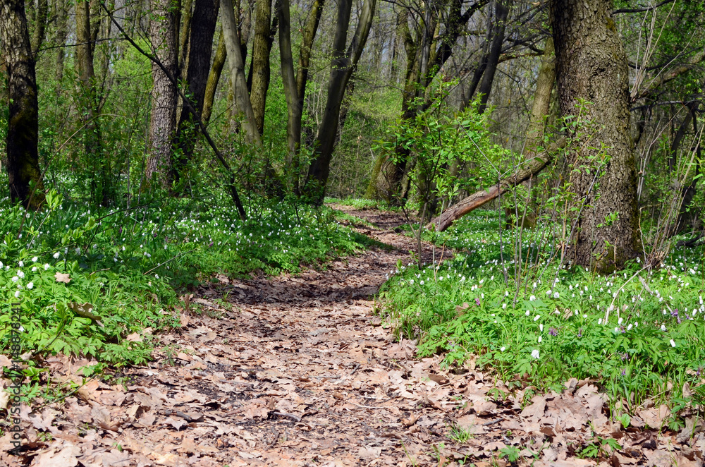 Obraz premium Path in spring forest