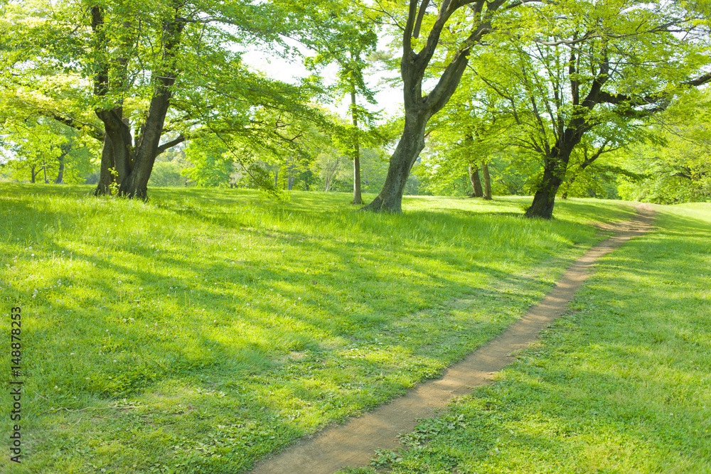 Fototapeta premium 公園 散歩道