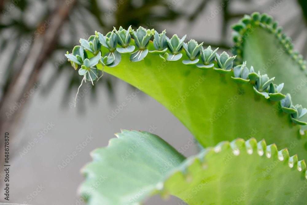 Kalanchoe pinnata Stock Photo | Adobe Stock