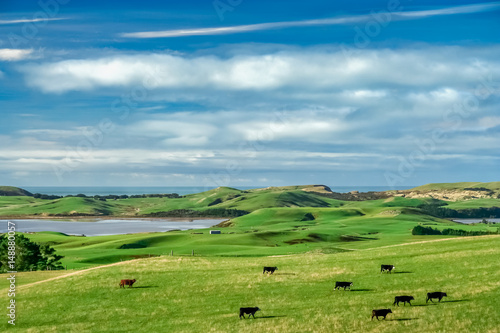Canvas Print Endless green pasture