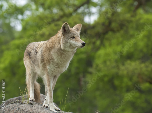 Coyote on rock searching for next meal with green trees in background