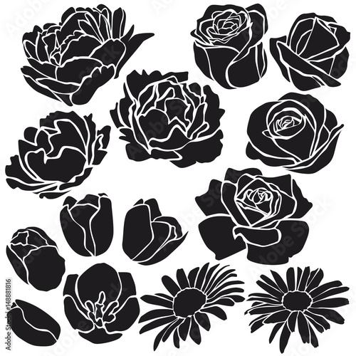 Set of Vectorized Flowers. Peones, cammomiles, roses, tulips.
