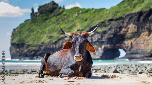 Beached Bovine