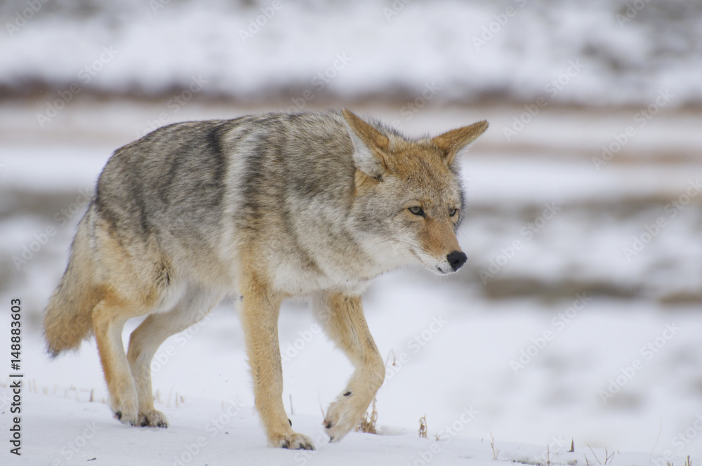 Coyote Coyote