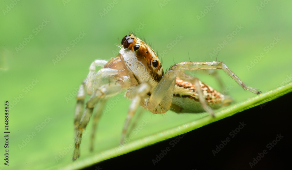 Jumping Spider,Thailand. Jumping Spider,Thailand.