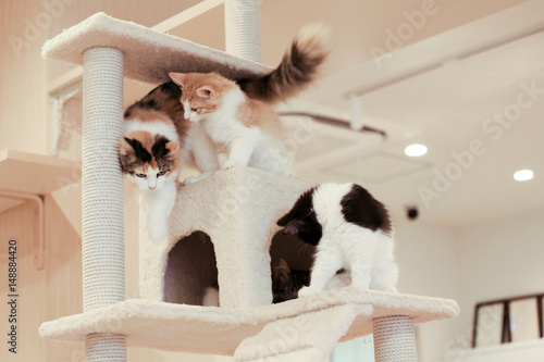 Three kittens playing in cat tower 