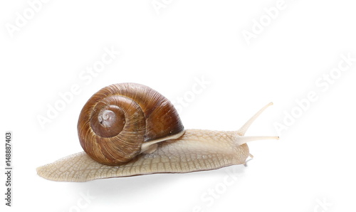snail isolated on white background, Helix pomatia
