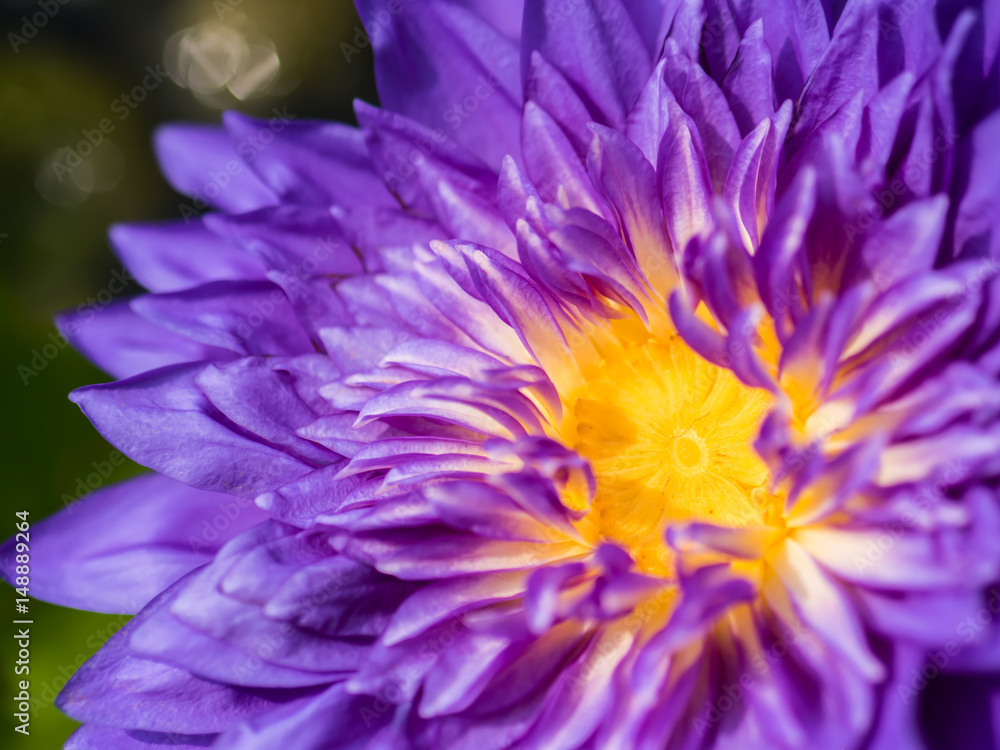 Obraz premium Purple waterlily close up