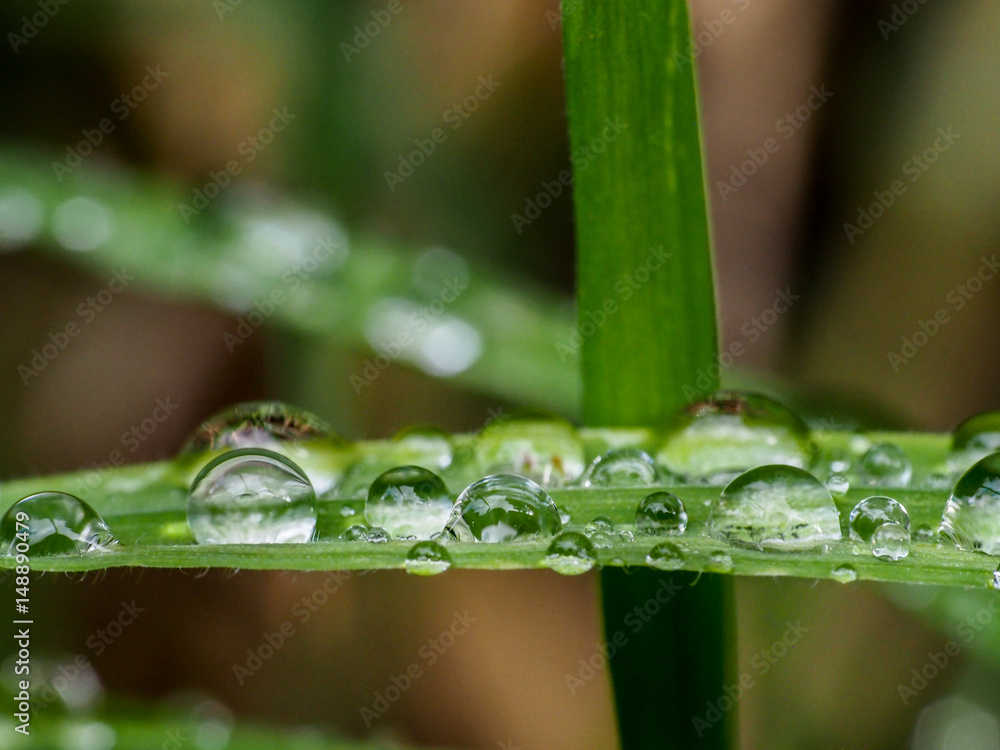 multiple water droplets on leaves multiple water droplets on leaves