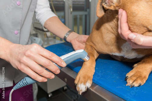 La thérapie laser, douleur animale,  est une  solution thérapeutique dispensée par un vétérinaire