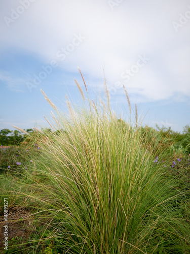 Clump of grass on a field with background of sky.