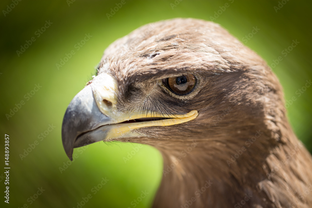 Fototapeta premium Portrait of an eagle in a park