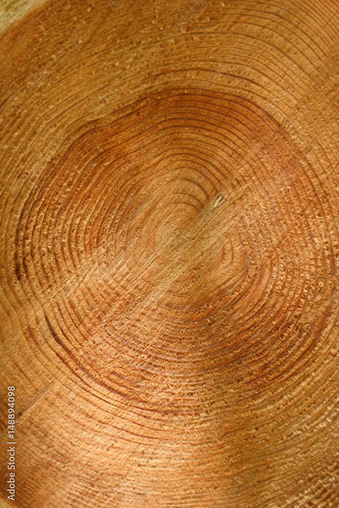 Naklejka premium 丸太