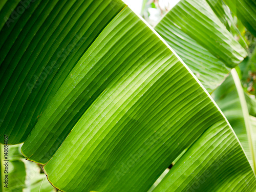 Background of closeup green color banana leaves.