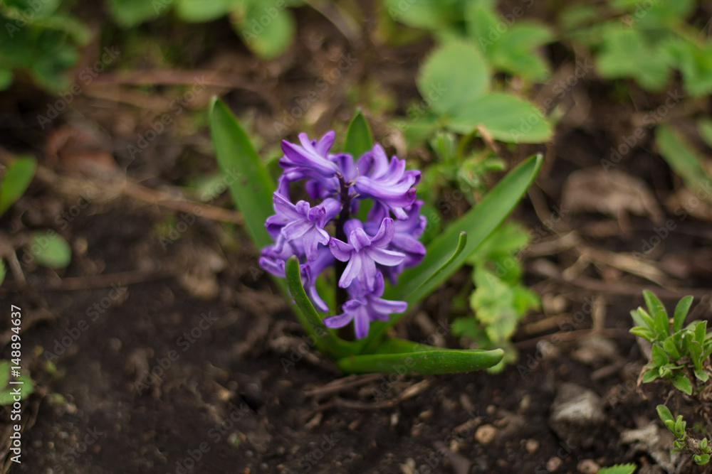 blooming purple hyacinth in the open field blooming purple hyacinth in the open field