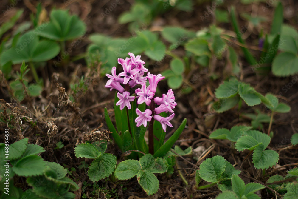 pink hyacinth blooming in the open ground between shoots of strawberry pink hyacinth blooming in the open ground between shoots of strawberry
