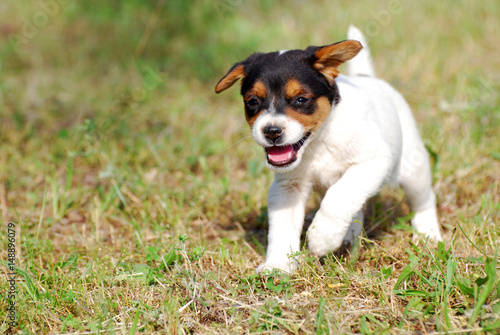 Little domestic dog play in the yard. Puppy play and running in the grass.  © Ivan