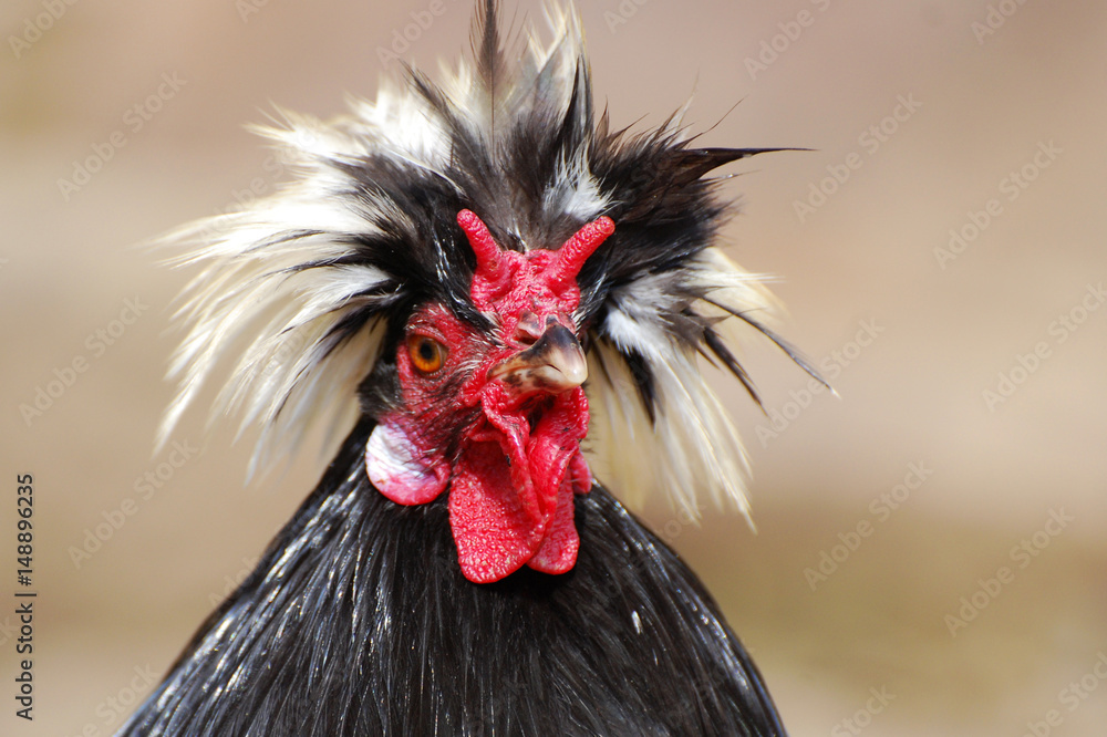 Beautiful multi colored rooster photographed close up. Rooster with a  beautiful feathers on head. Stock Photo