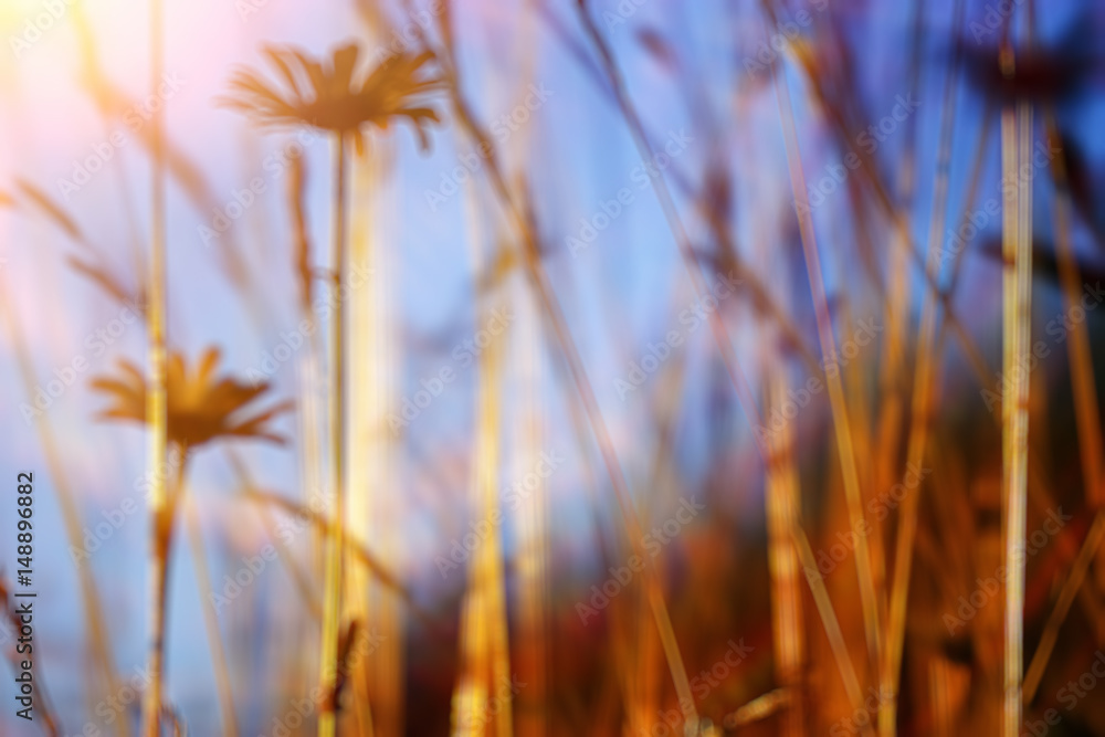 Obraz premium Blurred background defocus