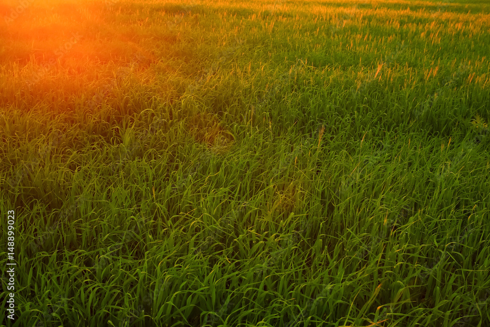 Grass texture close-up under the sun